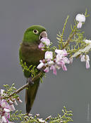 Yellow-billed Parrot