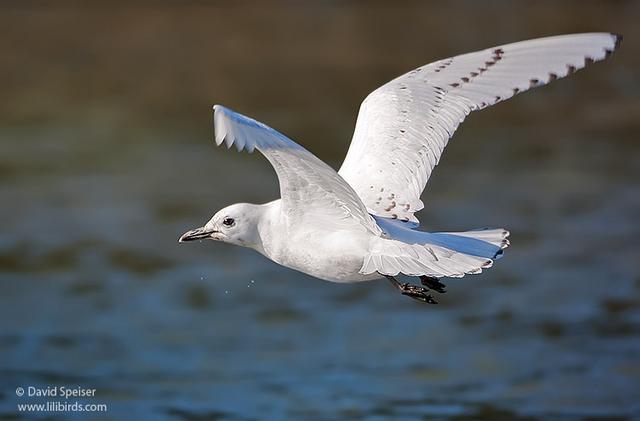 Ivory Gull