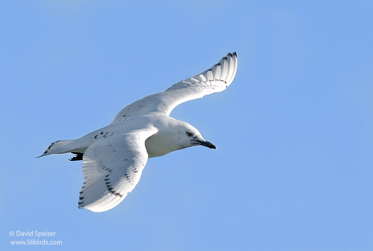 Ivory Gull