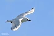 Ivory Gull