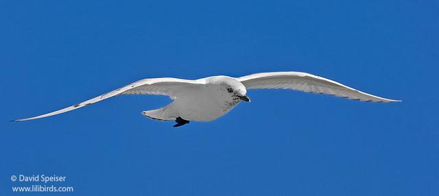 Ivory Gull