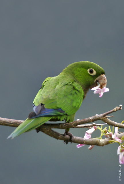 Yellow-billed Parrot