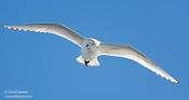 Ivory Gull