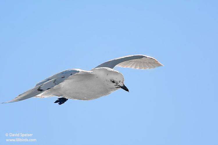 Ivory Gull