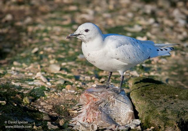 Ivory Gull