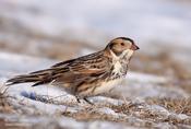 lapland longspur 2