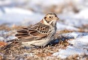 lapland longspur 3