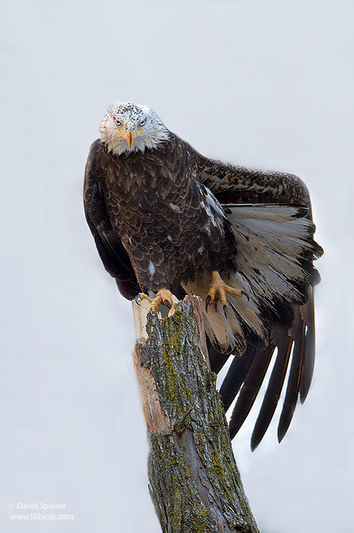 Bald Eagle