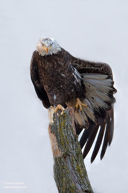 Bald Eagle