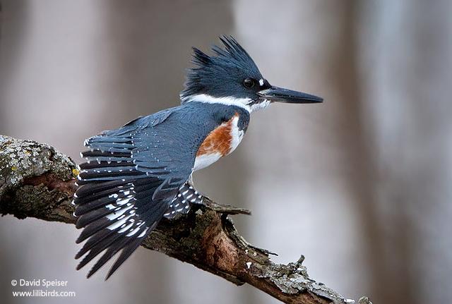 Belted Kingfisher