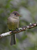 Jamaican Pewee