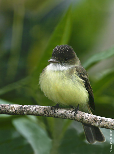 Sad Flycatcher