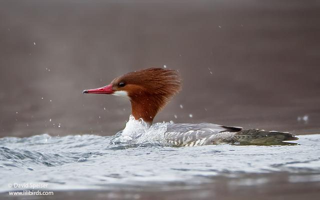 Common Merganser (female)