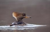 Hooded Merganser (female)