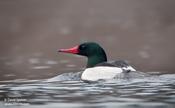 Common Merganser