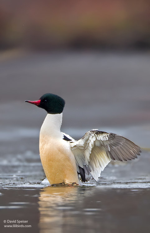 Common Merganser