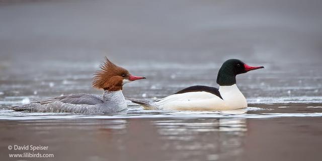 Common Merganser (male & female)