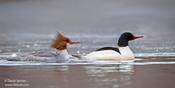 Common Merganser (male & female)