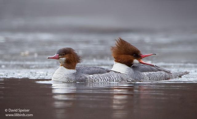 Common Merganser (females)