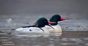 Common Merganser