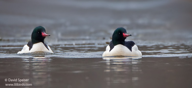 Common Merganser