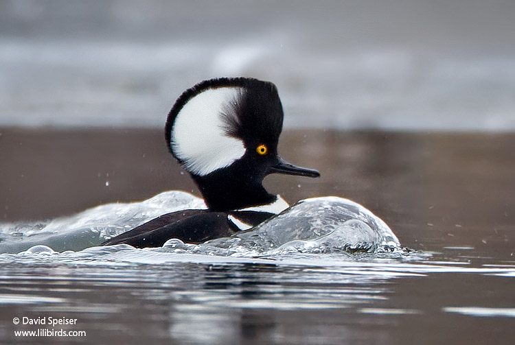 Hooded Merganser