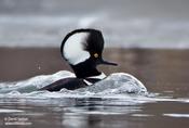 Hooded Merganser