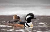 Hooded Merganser (male &female)