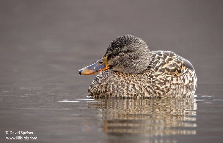 Mallard