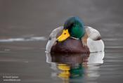 Mallard