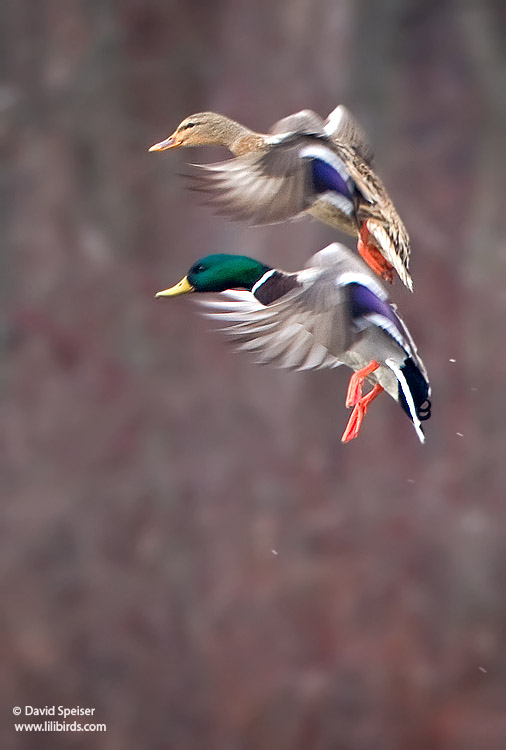 Mallards