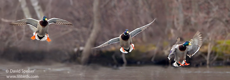 Mallards