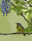 Warblers of Central Park