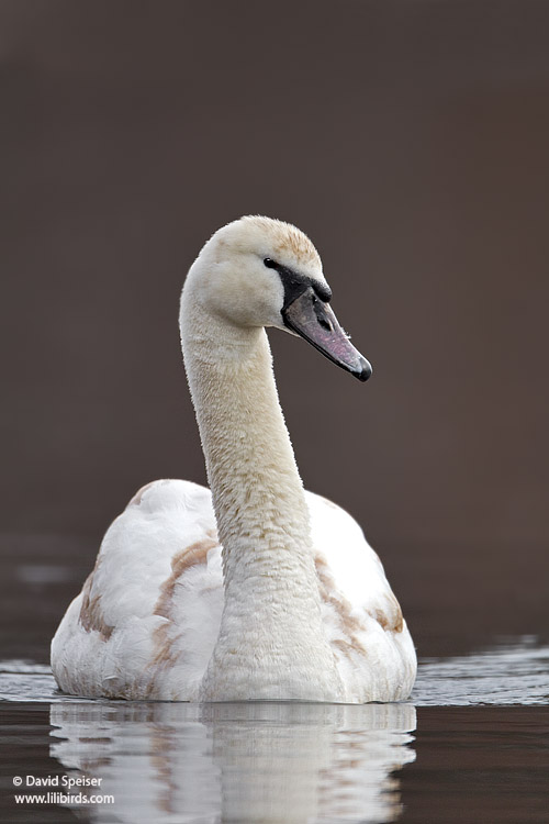 Mute Swan