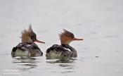 Red-breasted Merganser (male and female)