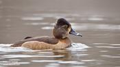 Ring-necked Duck (female)