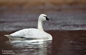 Tundra Swan