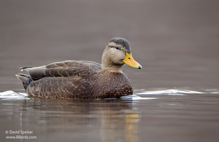 Mallard X Black Duck Hybrid