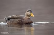 Mallard X Black Duck Hybrid