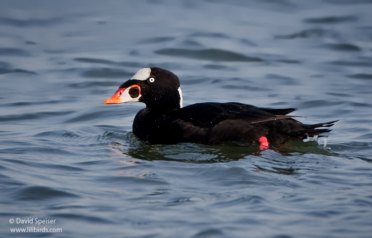 Surf Scoter