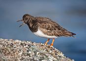 Ruddy Turnstone