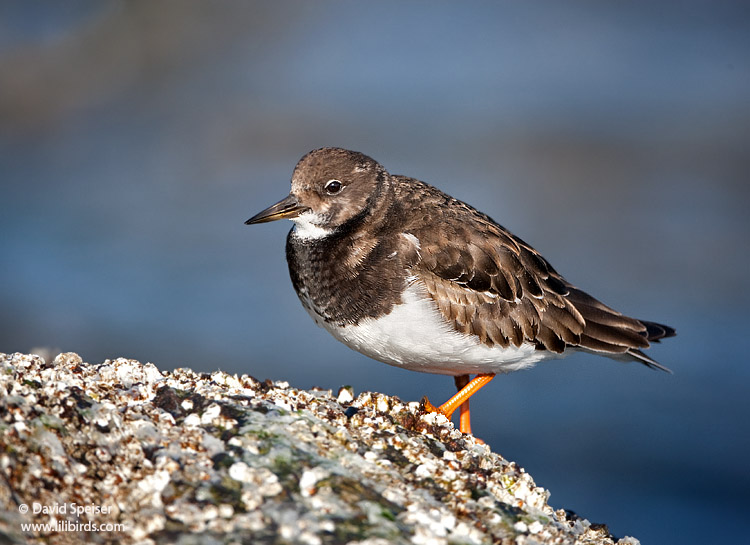 Ruddy Turnstone