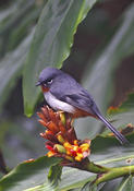 Rufous Throated Solitaire