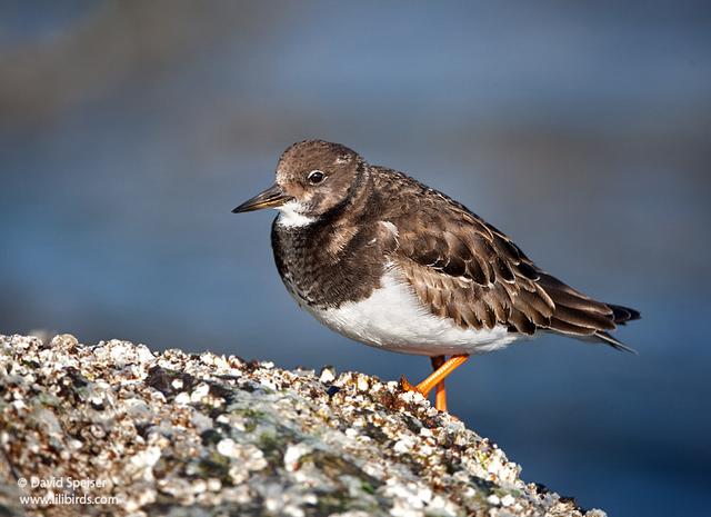 Ruddy Turnstone