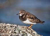 Ruddy Turnstone