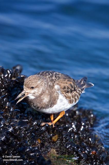 Ruddy Turnstone