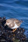 Ruddy Turnstone