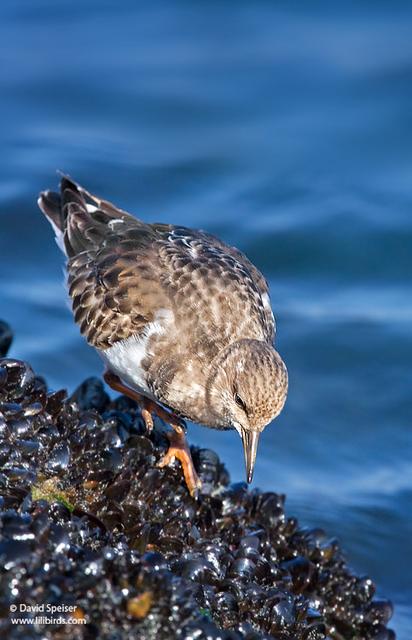 Ruddy Turnstone