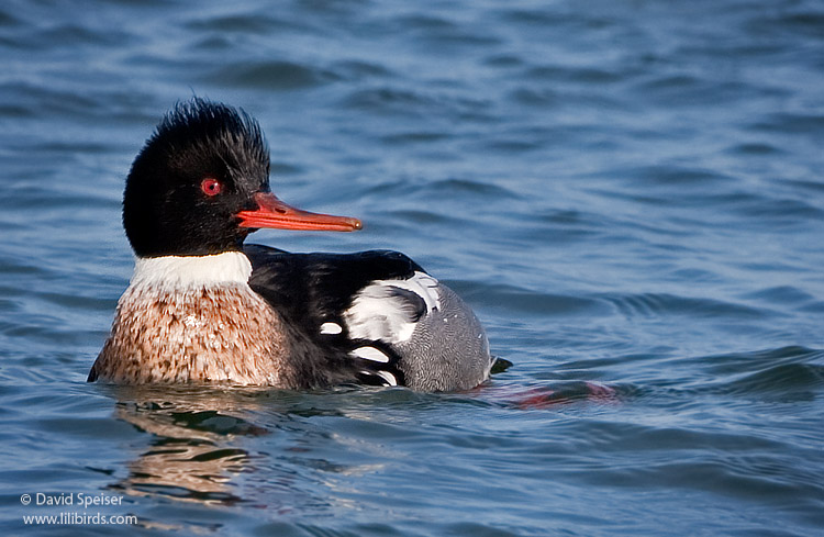 Red-breasted Merganser