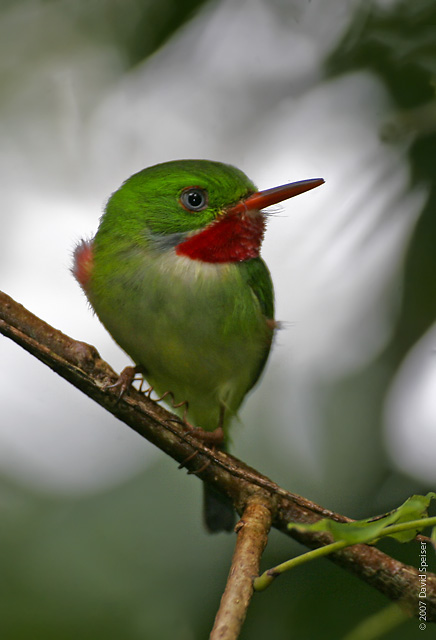 Jamaican Tody